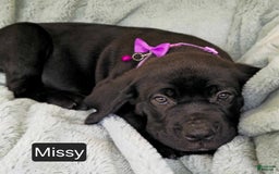 Cane Corso dogs for sale: Missy - Image 2
