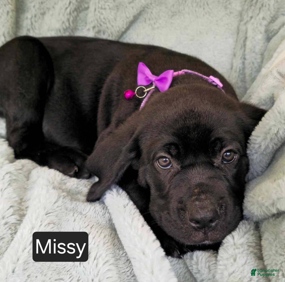 Cane Corso dogs for sale: Missy - Image 2