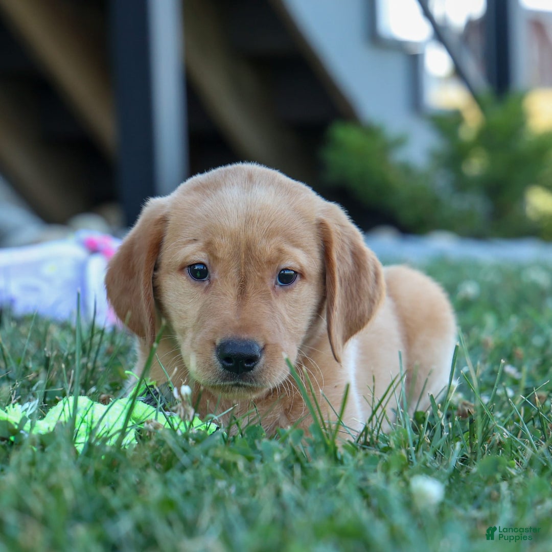 Labrador Retriever dogs for sale: Gus - Image 18