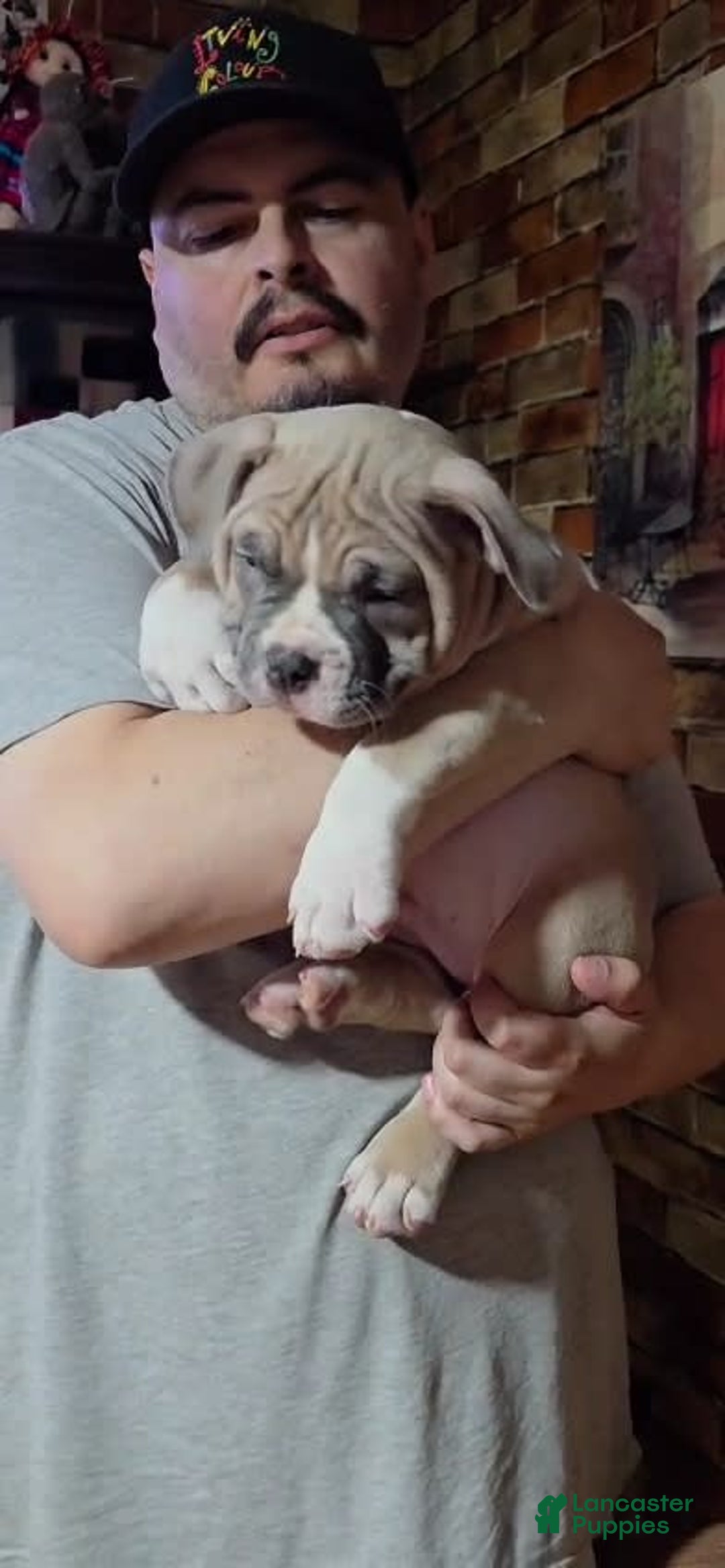 American Bully dogs for sale: National Champion Jack - Image 34