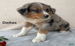 Australian Shepherd dogs for sale: Dallas - Image 1
