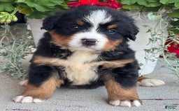 Bernese Mountain Dog dogs for sale: Dottie - Image 2