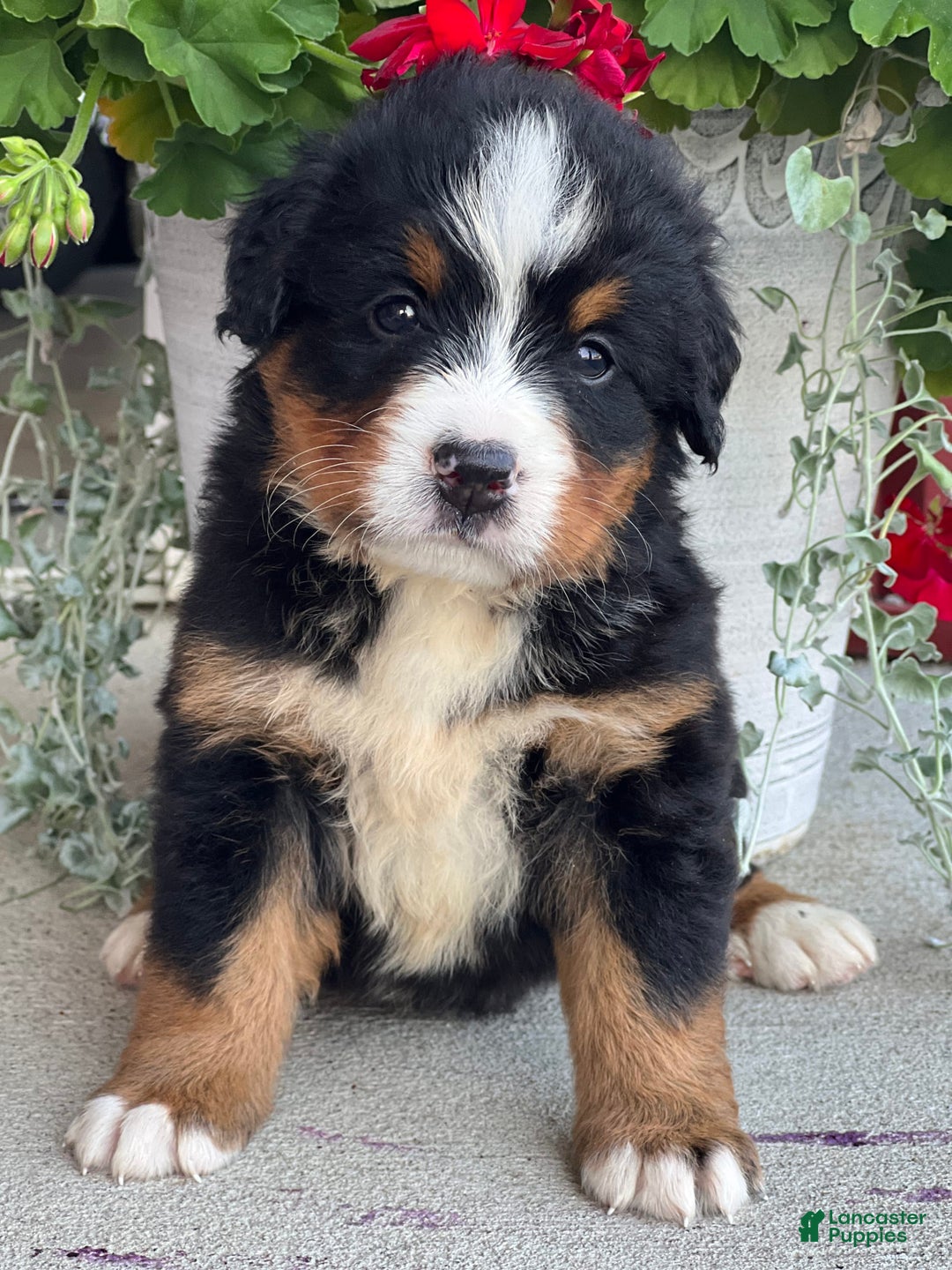 Bernese Mountain Dog dogs for sale: Dottie - Image 2
