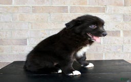 Australian Shepherd dogs for sale: Tricia - Image 6