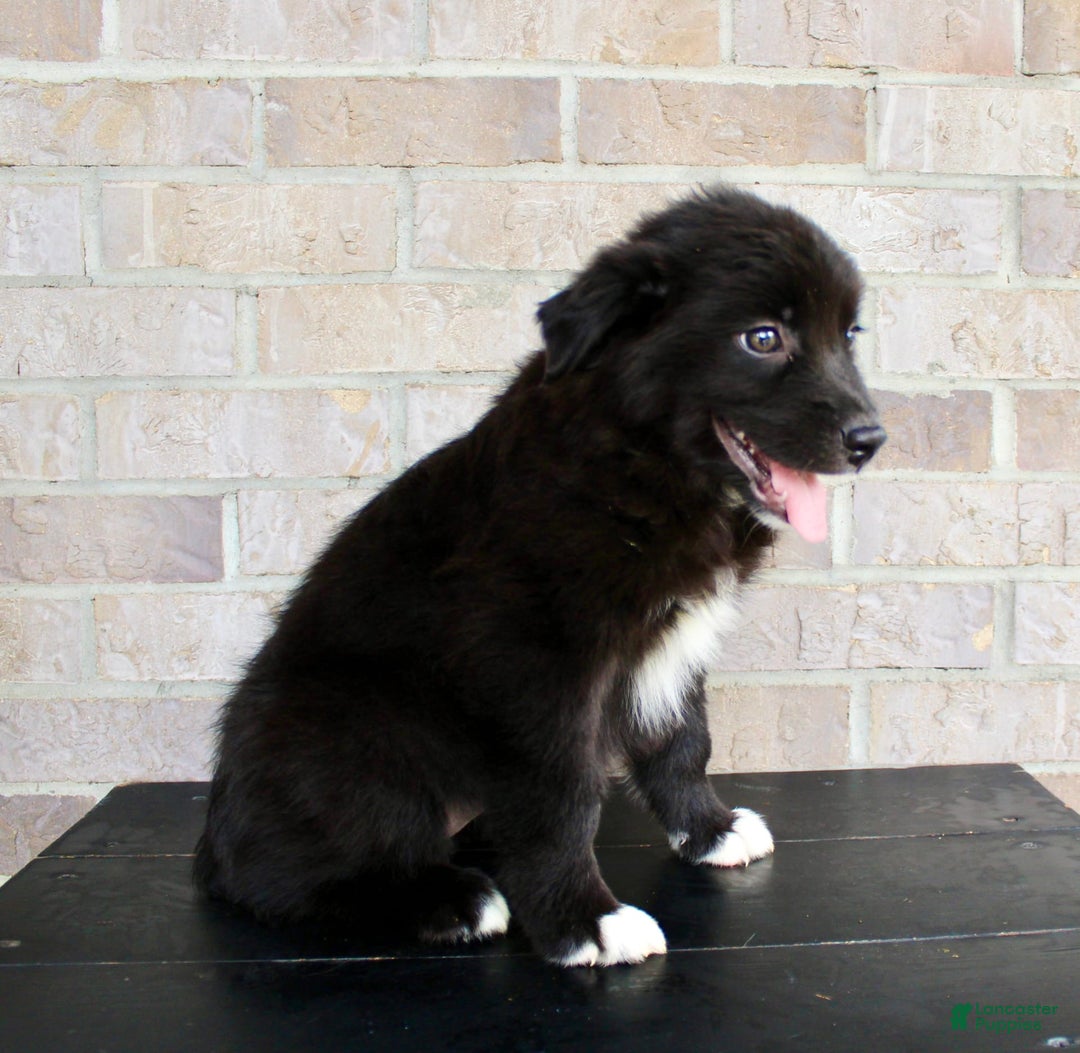 Australian Shepherd dogs for sale: Tricia - Image 6