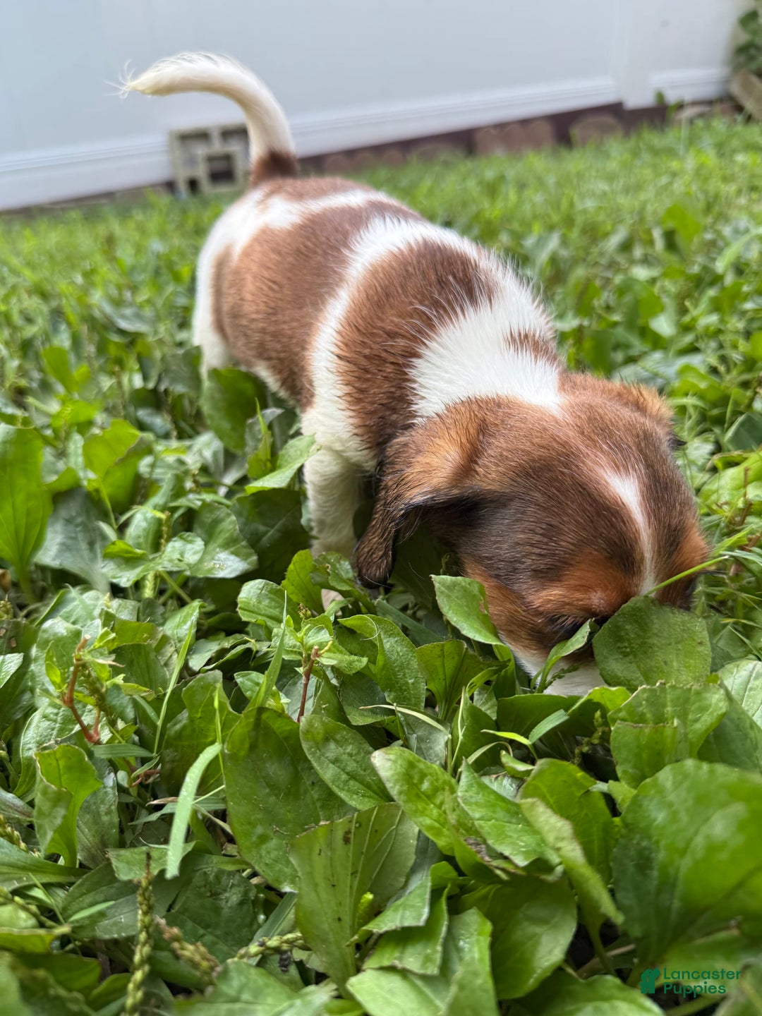 Jack Russell Terrier dogs for sale: Jack - Image 2