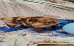 Australian Shepherd dogs for sale: Teddi - Image 3