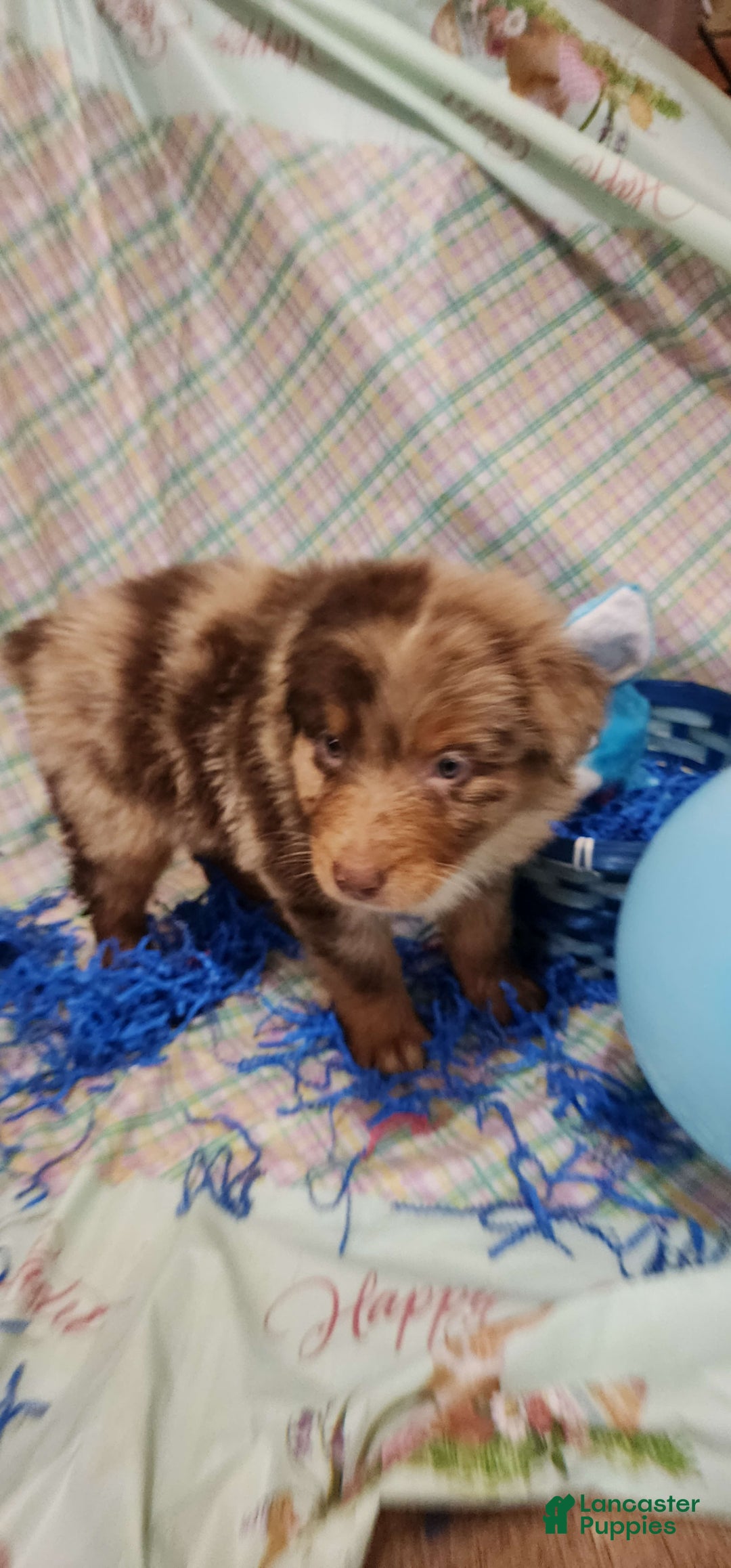 Australian Shepherd dogs for sale: Teddi - Image 3