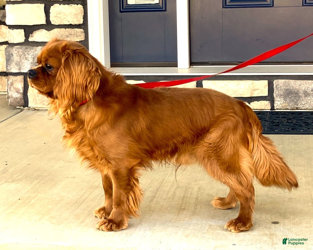 Cavalier King Charles Spaniel dogs for sale: Amigo - Image 15