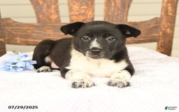Australian Cattle Dog dogs for sale: Mary - Image 2