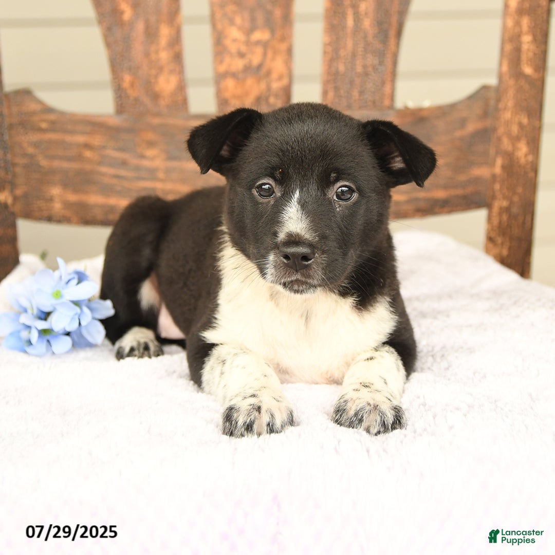 Australian Cattle Dog dogs for sale: Mary - Image 2