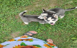 Siberian Husky dogs for sale: Mary - Image 14