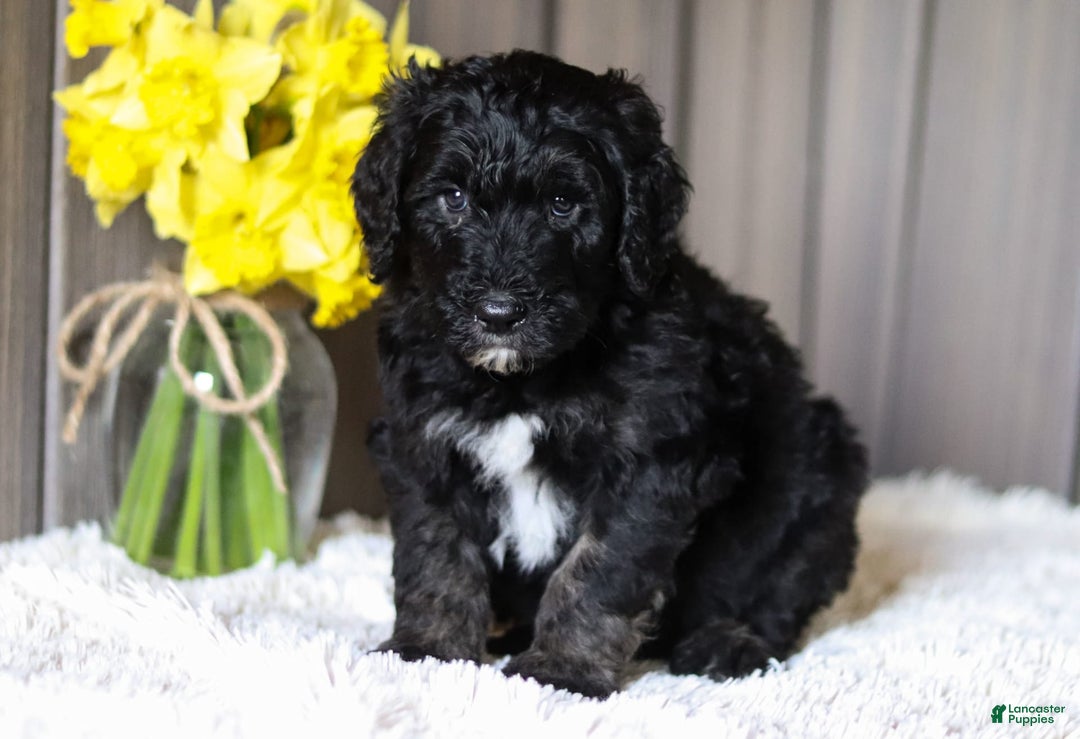 Sheepadoodle dogs for sale: Howdy - Image 3