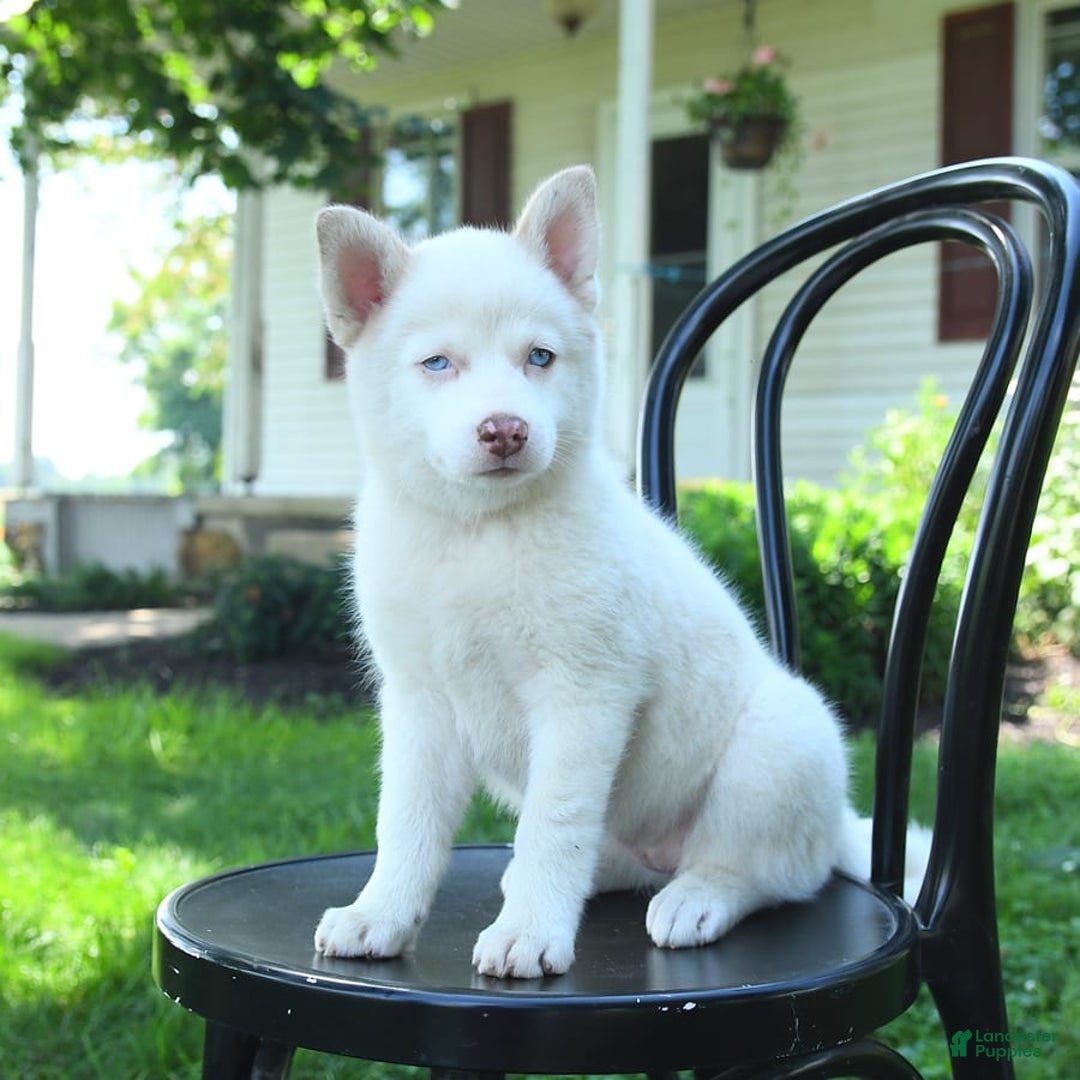 Pomsky dogs for sale: Lemon - Image 5