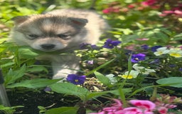 Pomsky dogs for sale: Kanan - Image 17