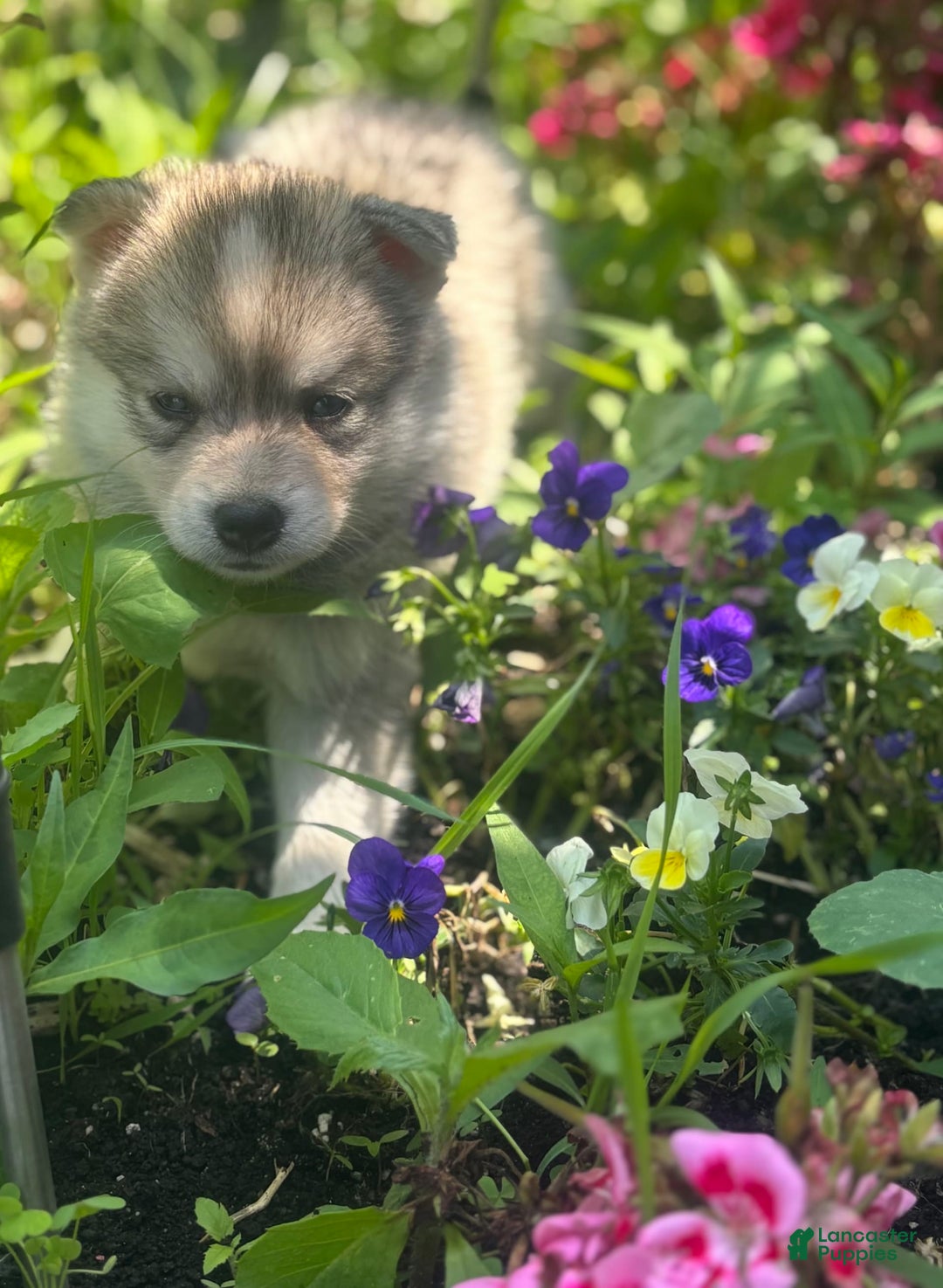 Pomsky dogs for sale: Kanan - Image 17