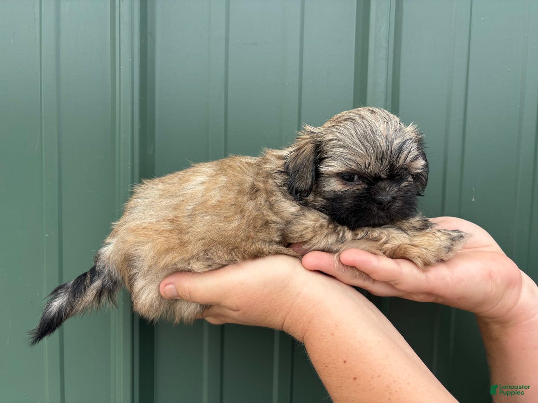 Shih Tzu dogs for sale: Bonbon - Image 6