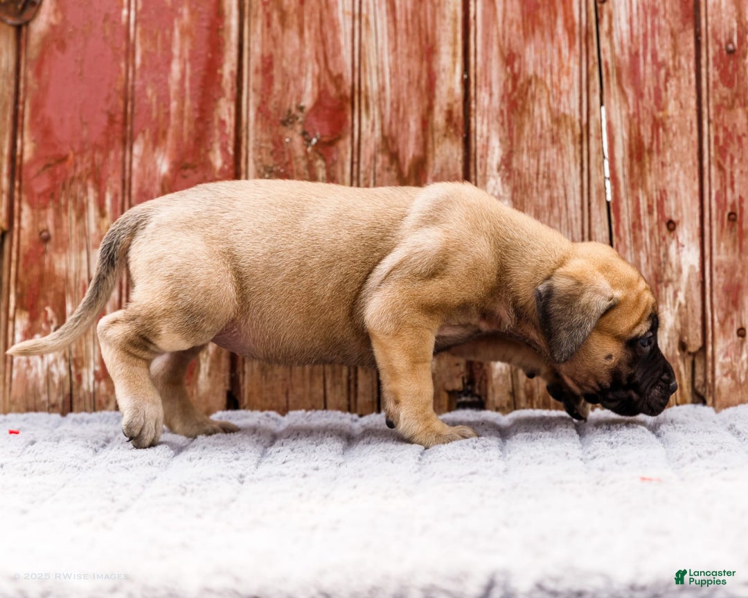 English Mastiff dogs for sale: Hazel - Image 7