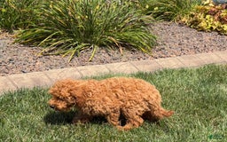 Cockapoo dogs for sale: Terry - Image 11
