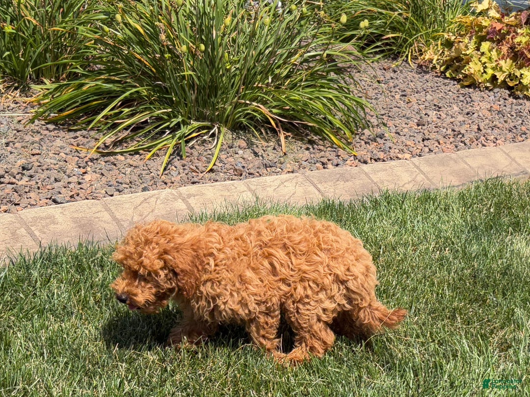 Cockapoo dogs for sale: Terry - Image 11