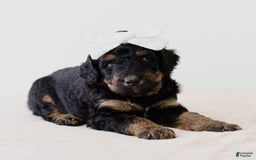 Bernedoodle dogs for sale: Hershey-medium - Image 4