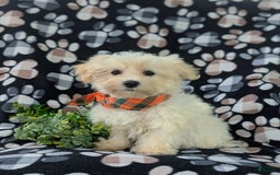 Maltese dogs for sale: Graysen - Image 5