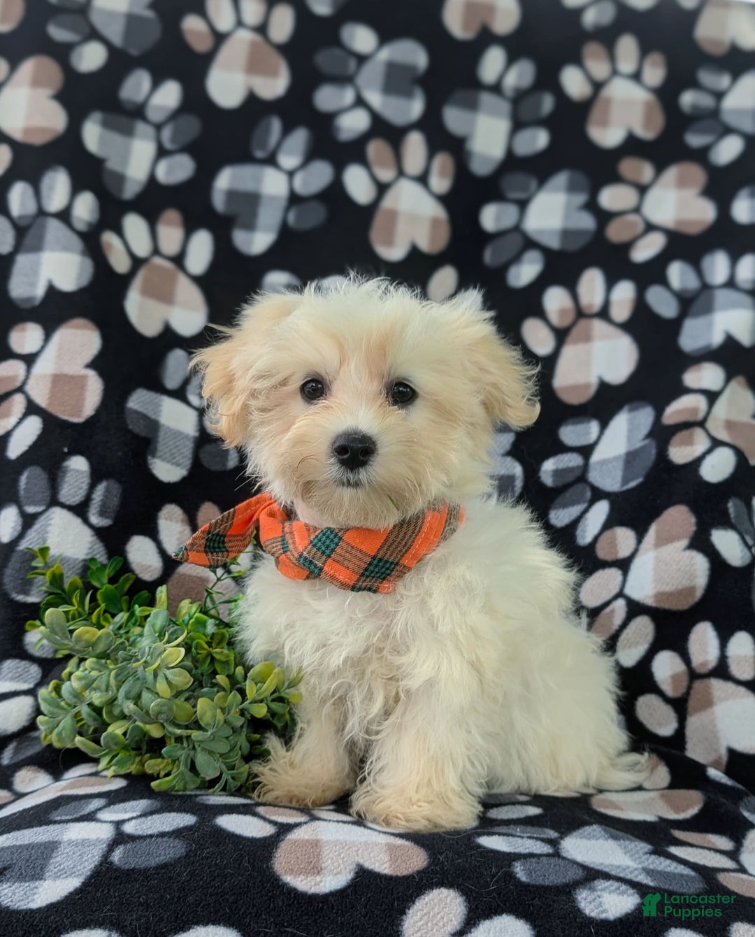 Maltese dogs for sale: Graysen - Image 5