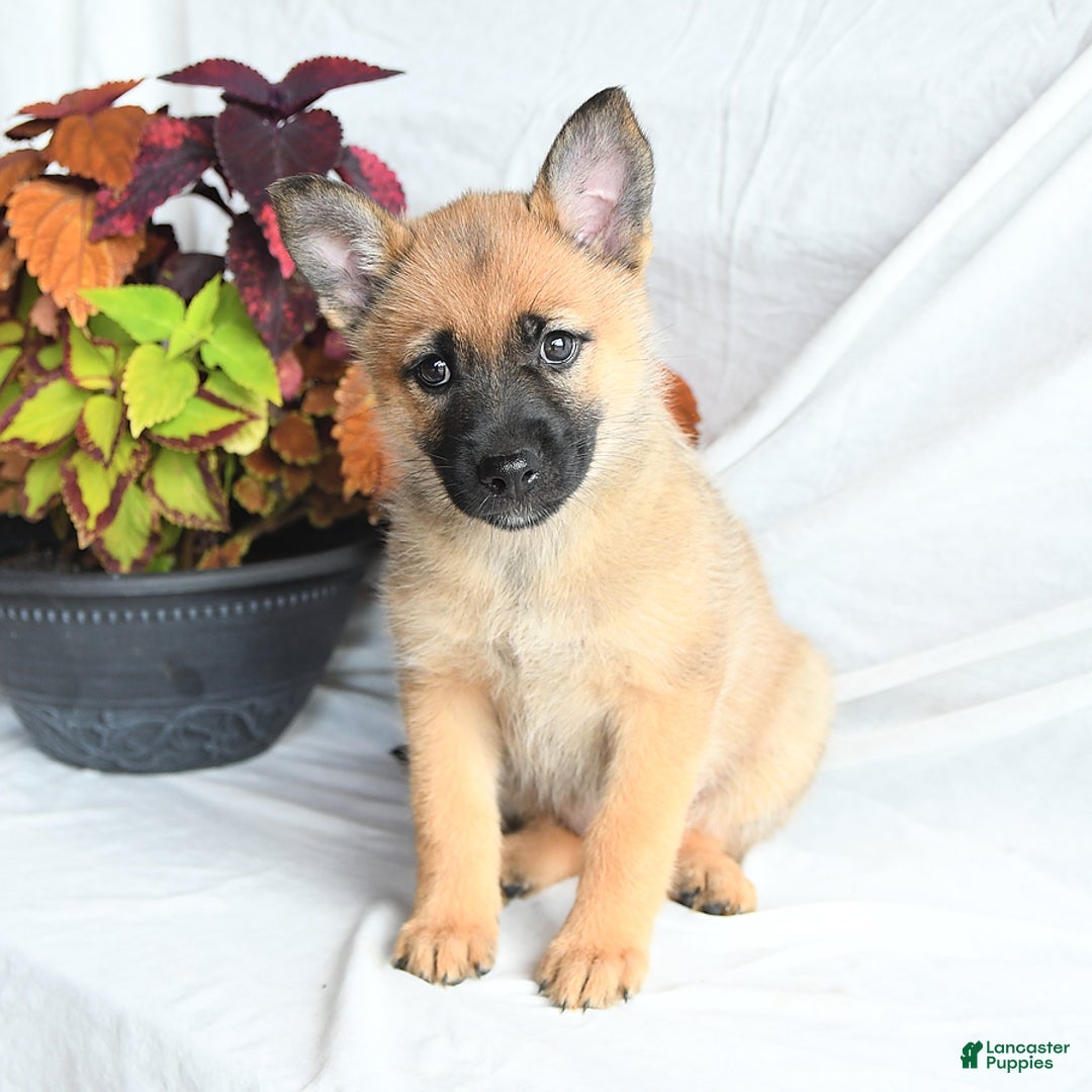 Pomsky dogs for sale: Thea - Image 1