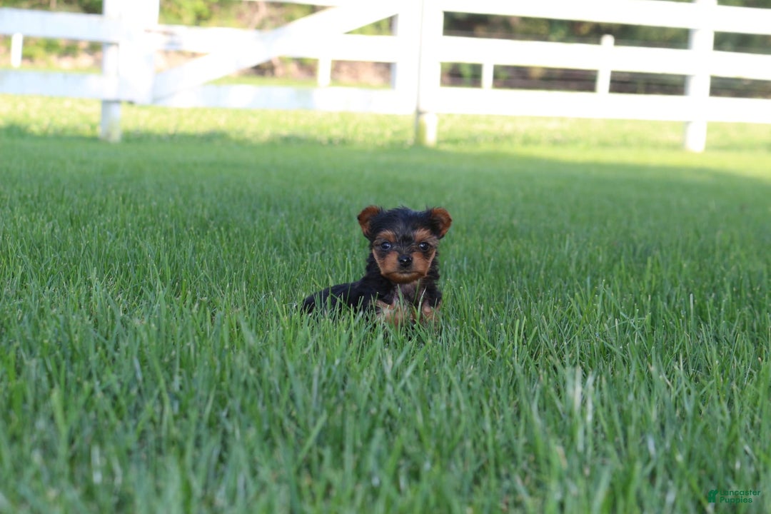 Yorkshire Terrier dogs for sale: Lily - Image 1