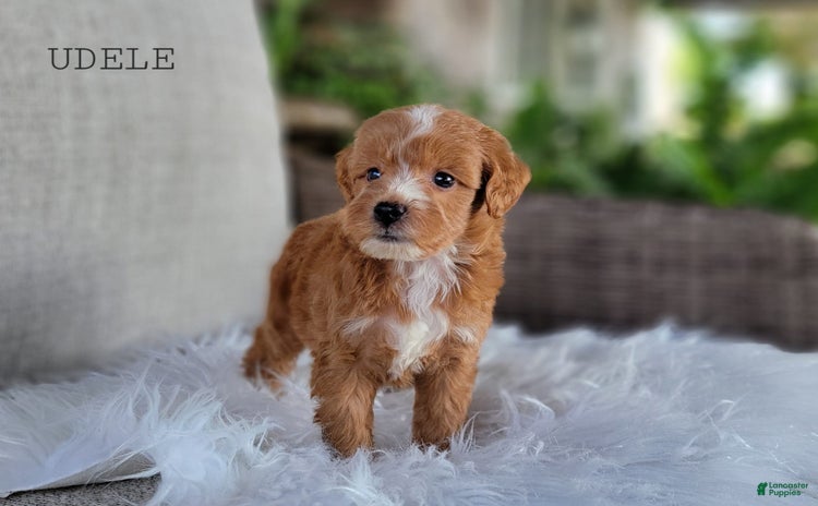 Mini Goldendoodle dogs for sale - Ad 1