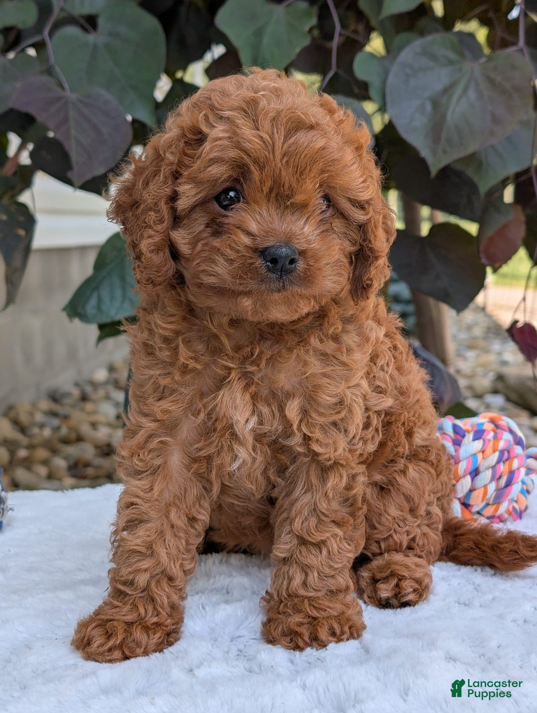 Cavapoo dogs for sale: Ginger - Image 15