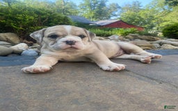 French Bulldog dogs for sale: Milly - Image 3