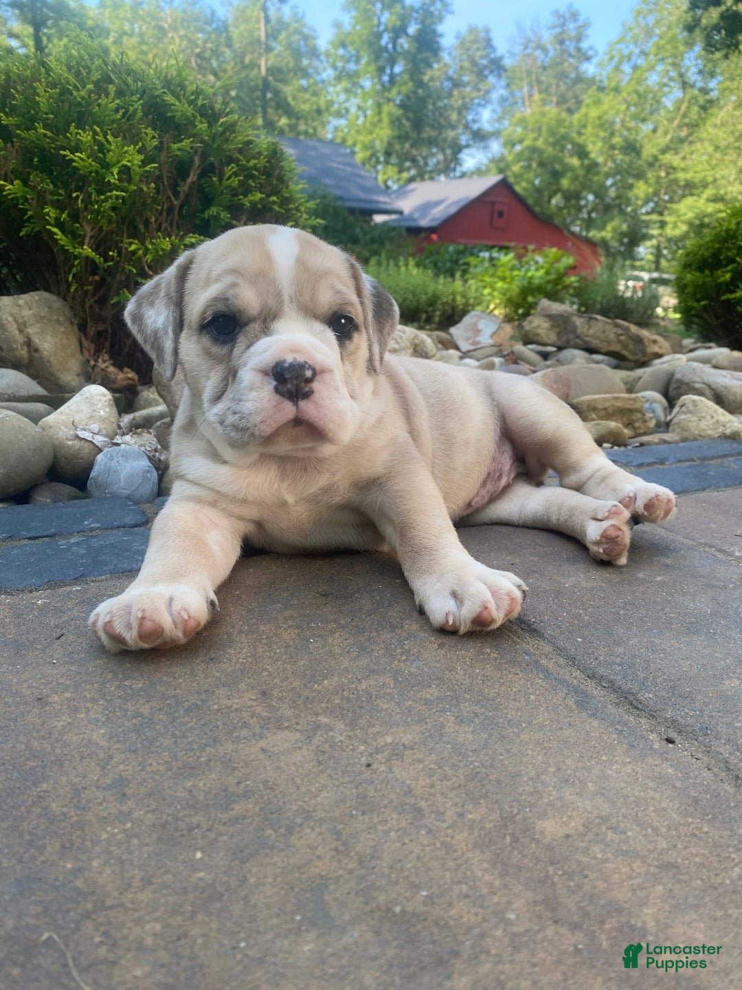 French Bulldog dogs for sale: Milly - Image 3