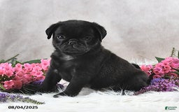 Pug dogs for sale: Sanford - Image 1