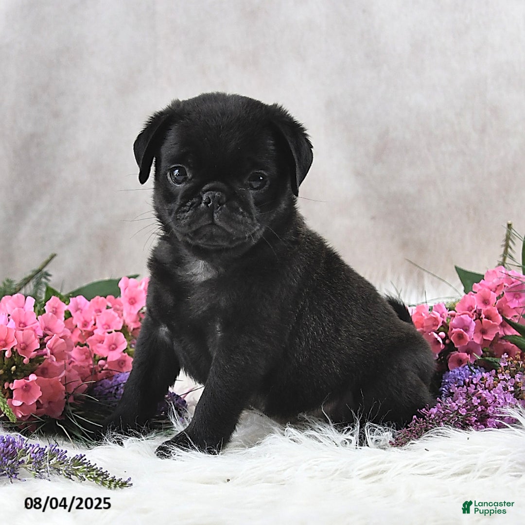 Pug dogs for sale: Sanford - Image 1