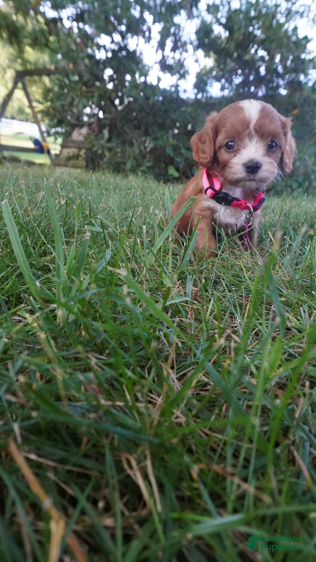 Cavapoo dogs for sale: Tiny Tim - Image 5
