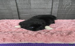 Pekingese dogs for sale: Clarice - Image 1