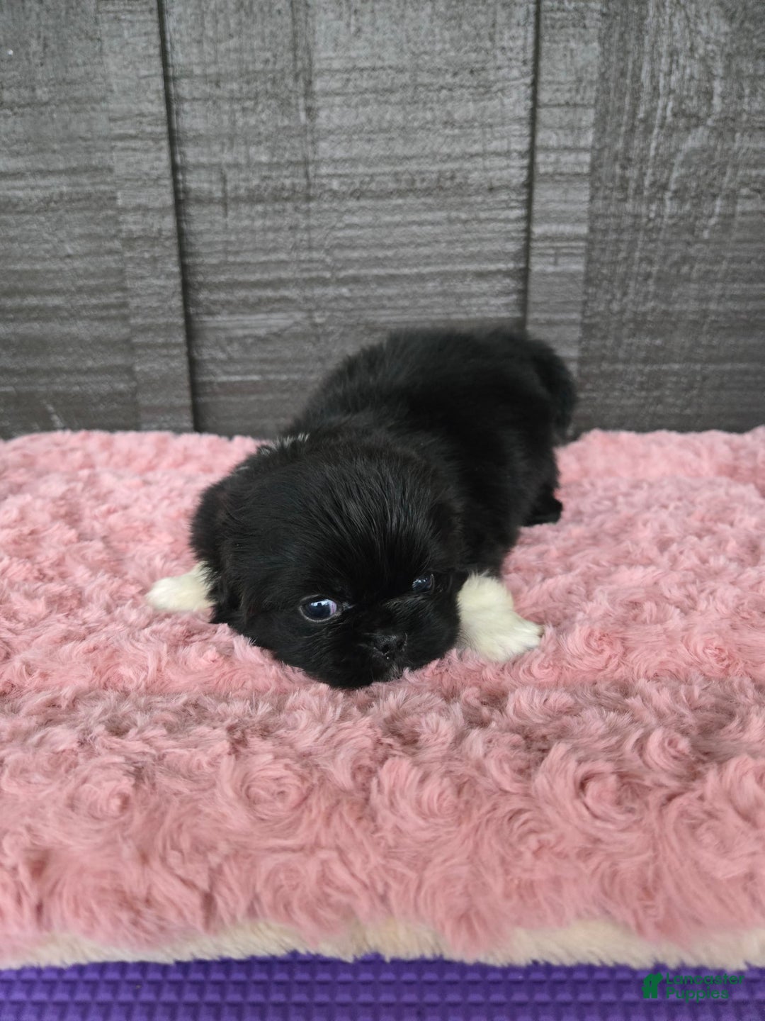 Pekingese dogs for sale: Clarice - Image 1