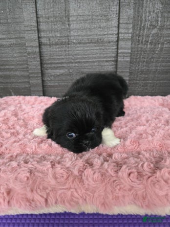 Pekingese dogs for sale - Ad 1