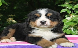 Bernese Mountain Dog dogs for sale: Blaze - Image 2