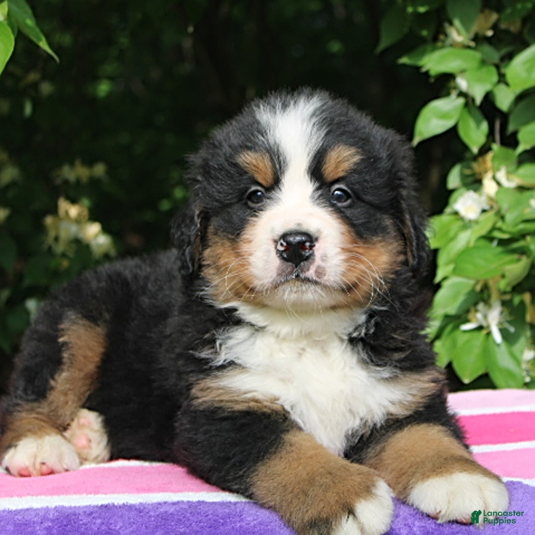 Bernese Mountain Dog dogs for sale: Blaze - Image 2