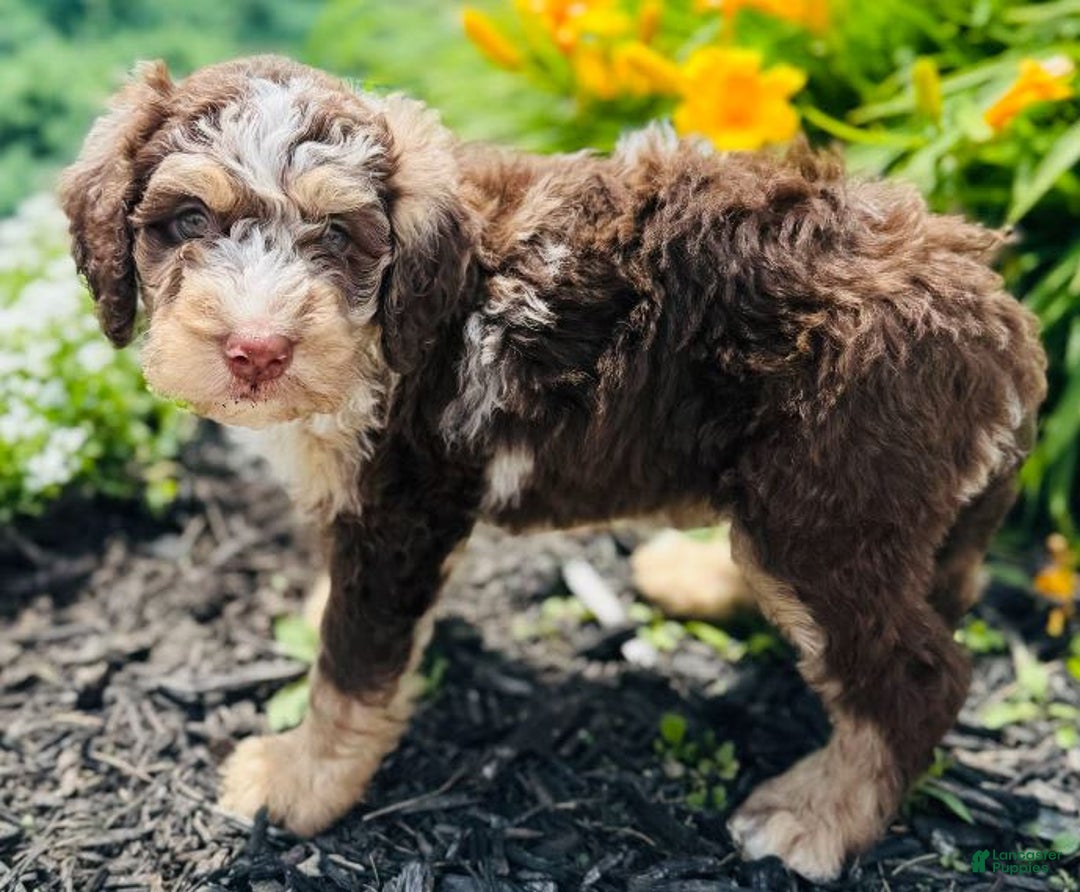 Bernedoodle dogs for sale: Coco - Image 4