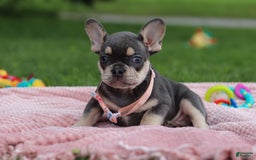 French Bulldog dogs for sale: Demi - Image 6