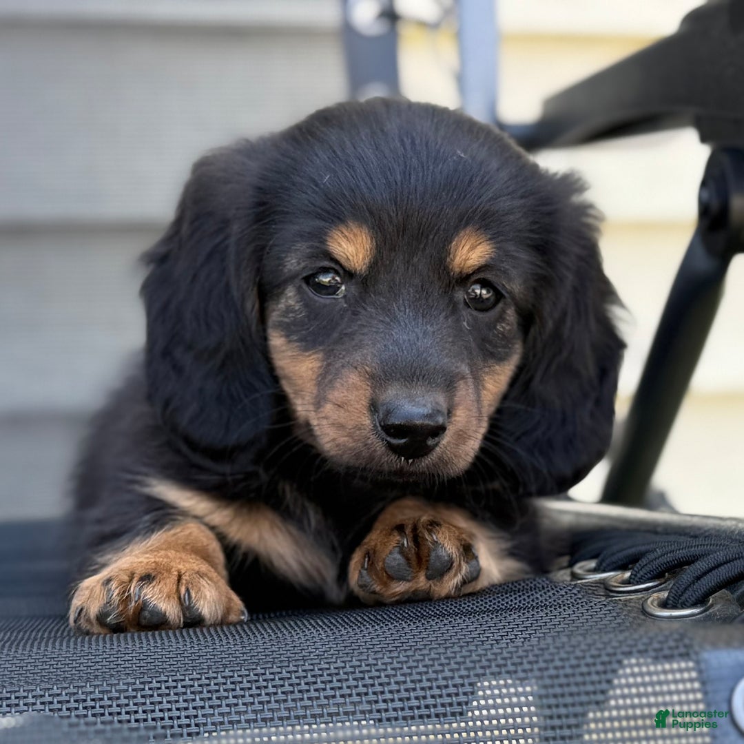 Miniature Dachshund dogs for sale: Blackie - Image 3
