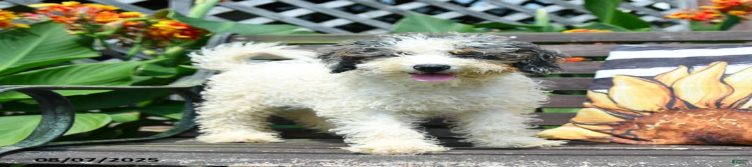 Margo