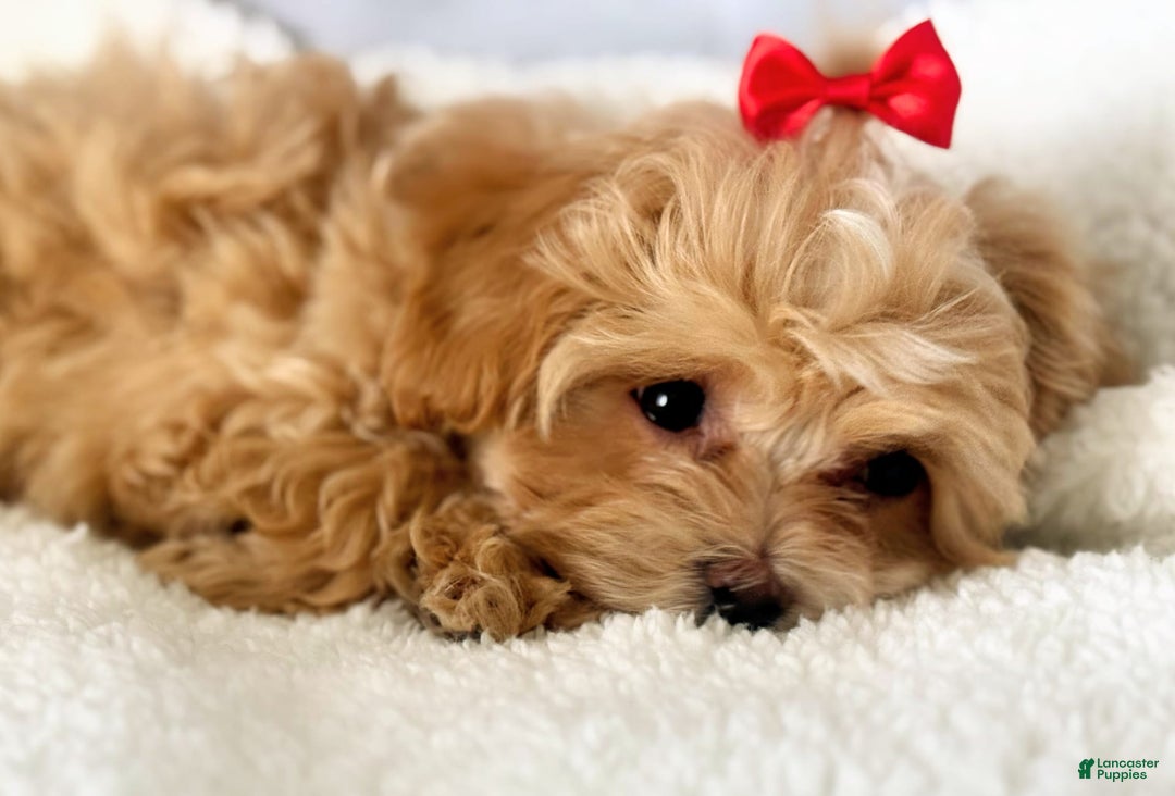 Maltipoo dogs for sale: Red Collared Boy - Image 7
