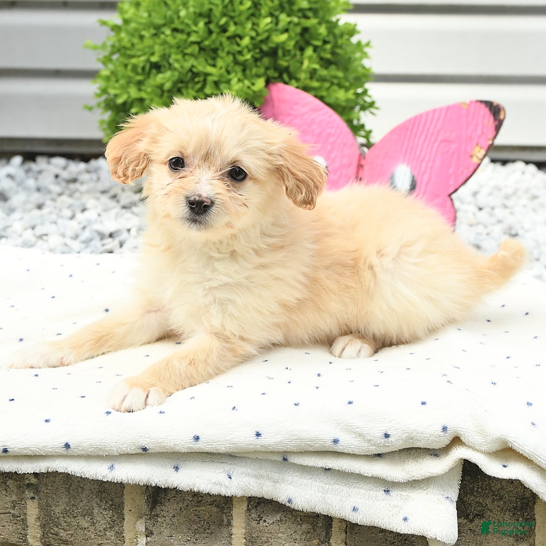 Pomeranian dogs for sale: Pomeranian 9 puppies - Image 18