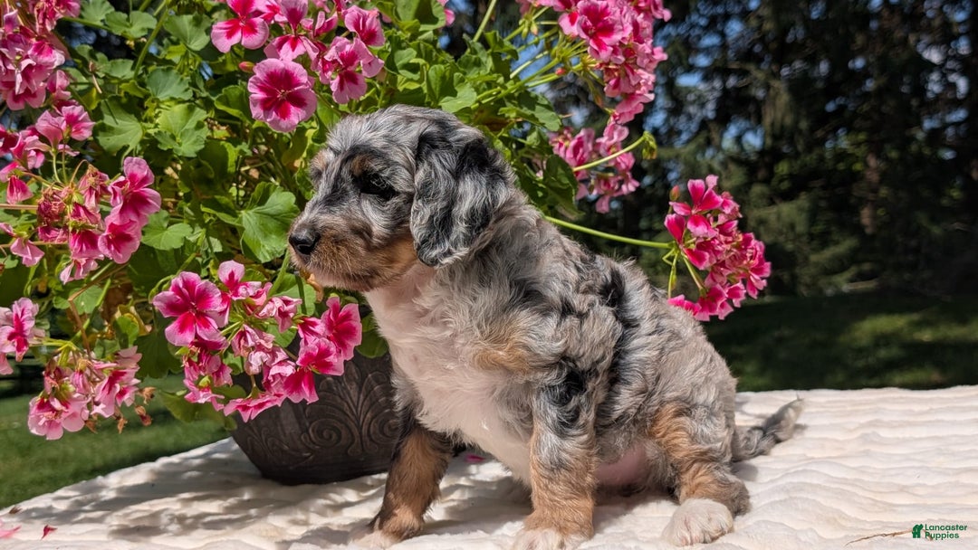 Mini Bernedoodle dogs for sale: Sage - Image 8