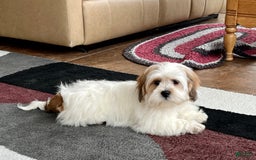 Lhasa Apso dogs for sale: Chloe - Image 1