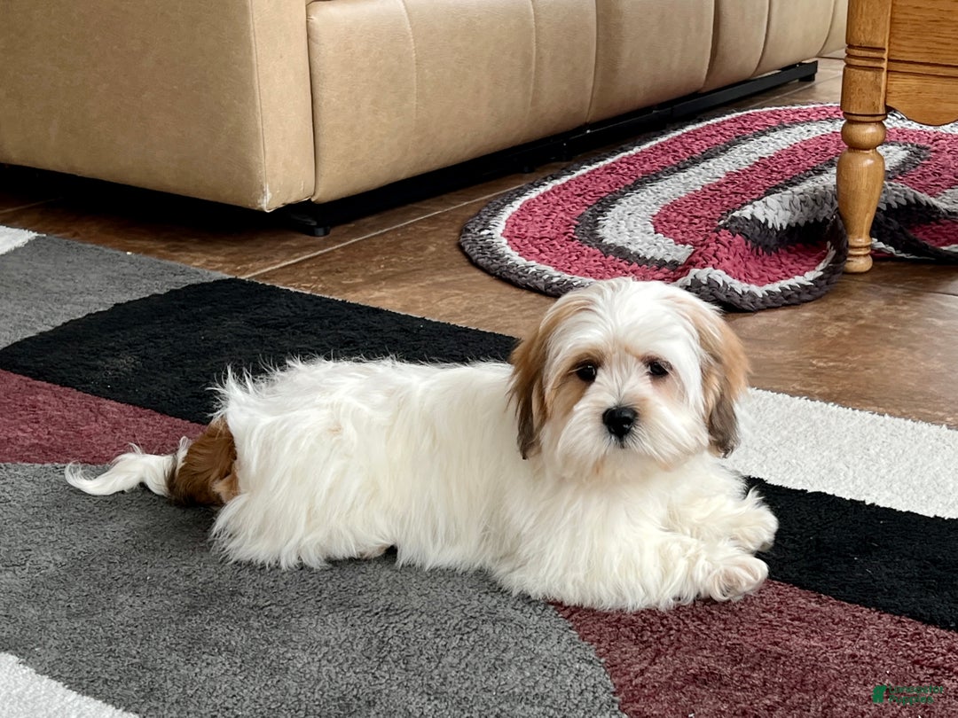 Lhasa Apso dogs for sale: Chloe - Image 1
